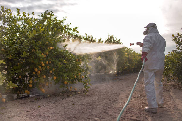 Best Local Pest Control Services  in Central Islip, NY